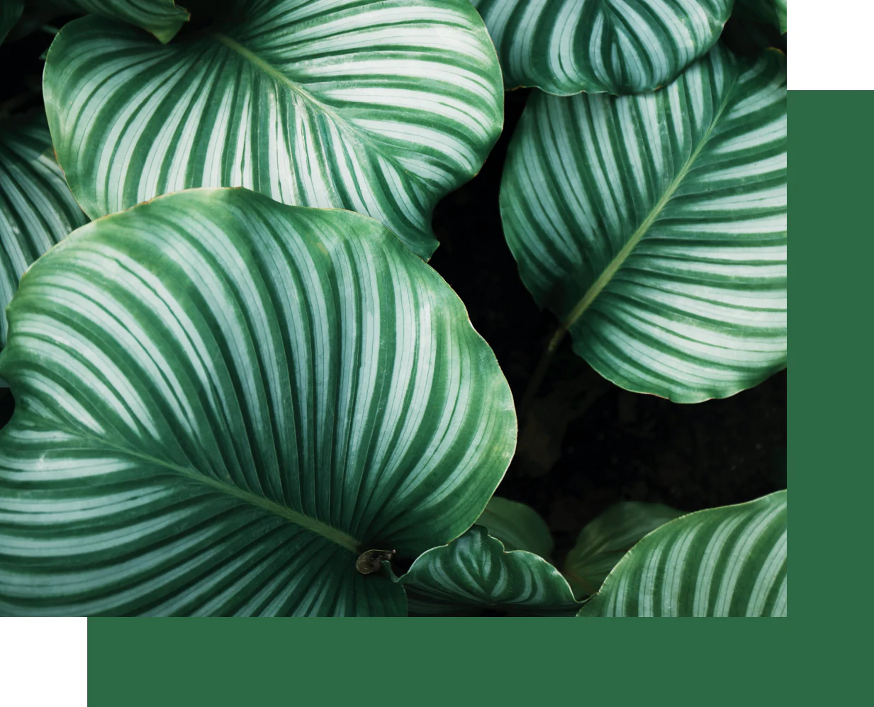 Green & lean packaging